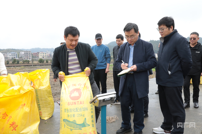 再生稻测产现场（央广网发 隆回县委宣传部 供图）