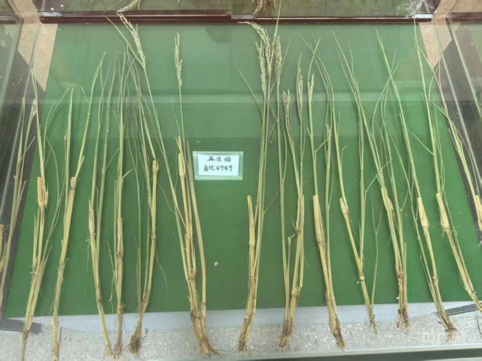 “甬优4949”品种（央广网记者黄珂岚 摄）