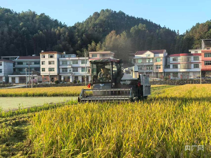 羊古坳镇雷峰村超级稻高产攻关科研基地（央广网记者黄珂岚 摄）