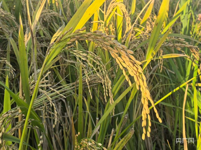 颗粒饱满的稻谷（央广网记者黄珂岚 摄）