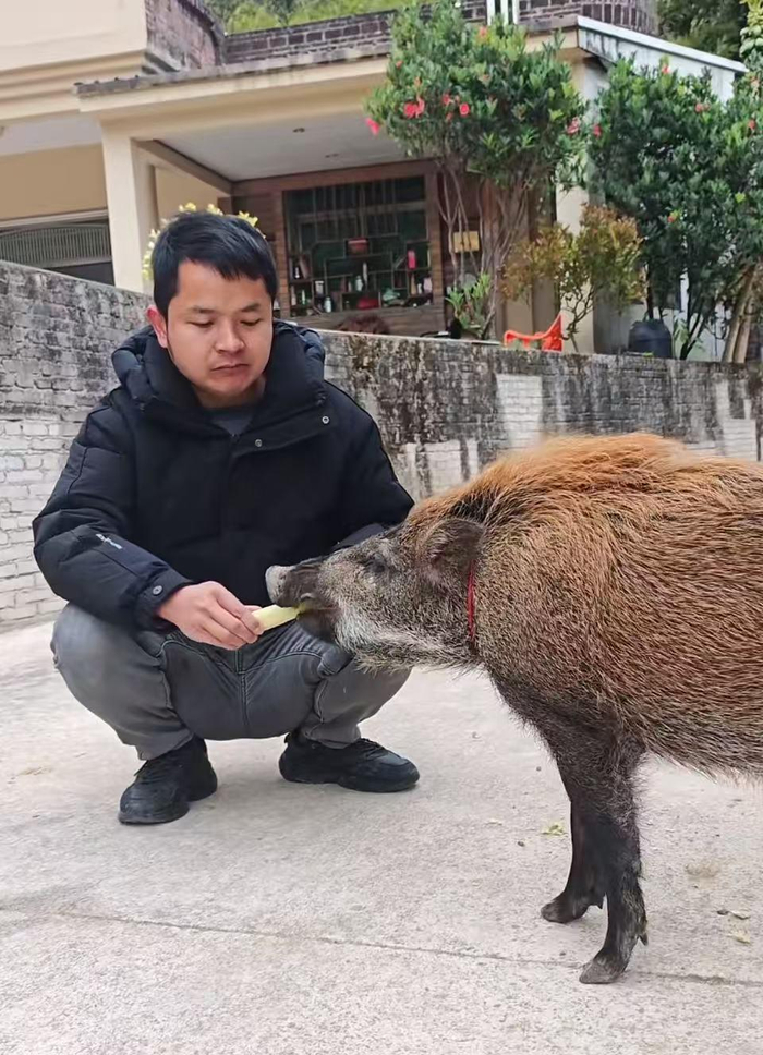 　　面条吃甘蔗（视频截图）