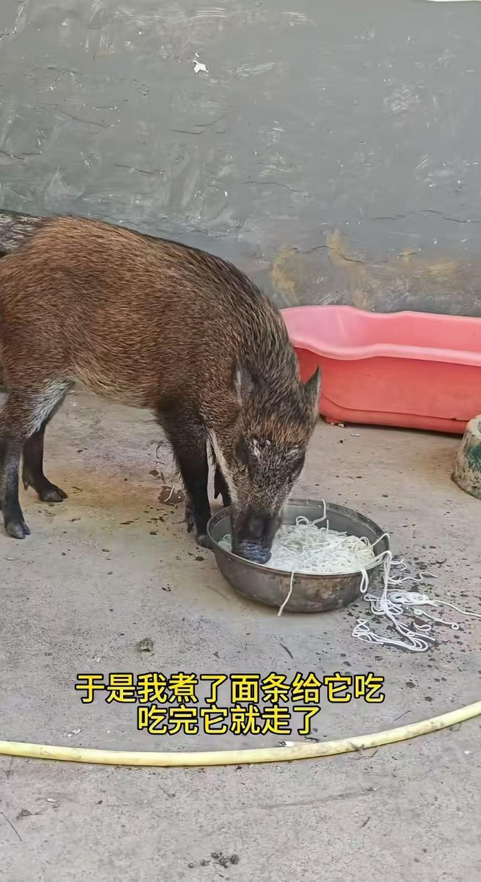 　　野猪“面条”到罗先生家乞食（视频截图）