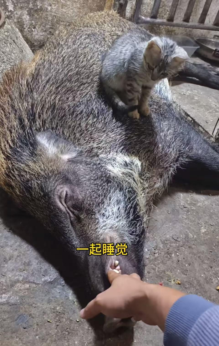 　　小猫在野猪面条身上（视频截图）