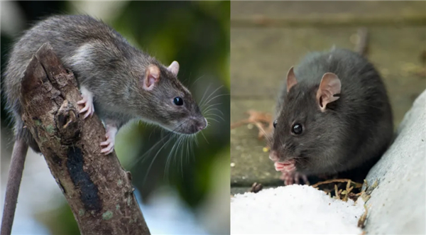 △ 左是褐家鼠，右是黑家鼠