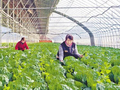 蔬菜大棚铺就增收路