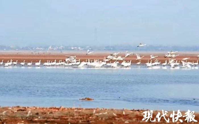 石臼湖小天鹅
