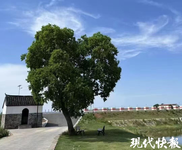 石臼湖边的“爱心树”