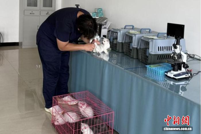 东北亚宠物交易中心工作人员正在给猫咪做检疫。苏家屯区委宣传部供图
