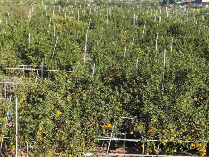 新会茶枝柑核心产区梅江