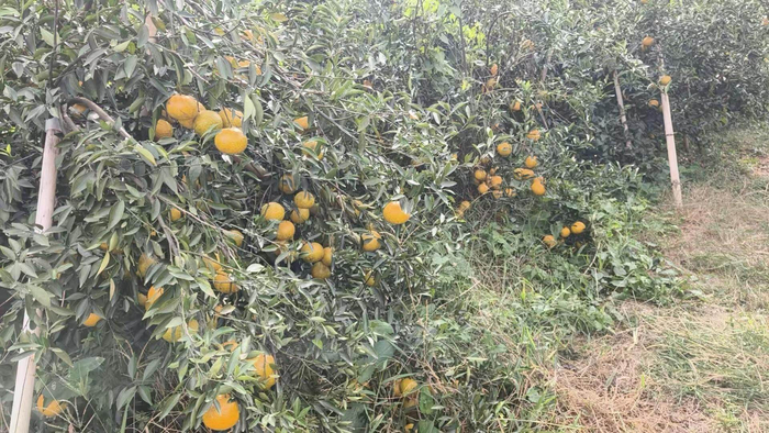 新会茶枝茶又到丰收季