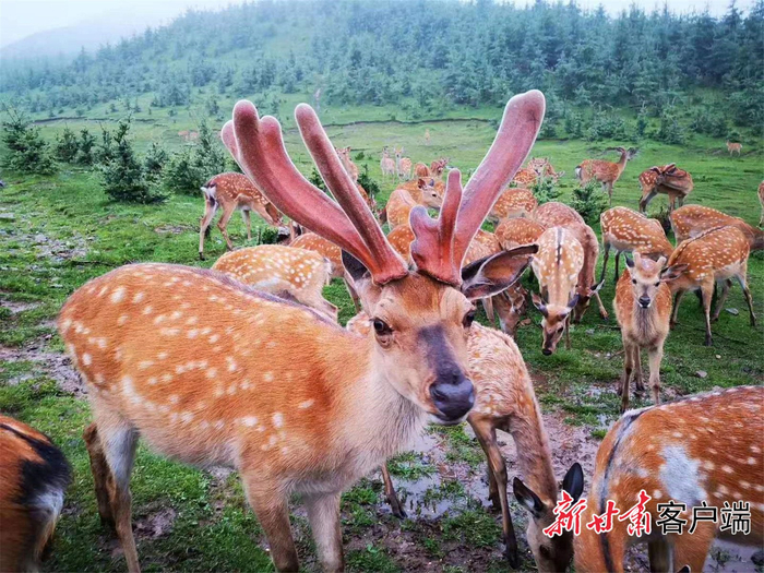 村里打造的松林鹿苑旅游点。新甘肃·甘肃日报通讯员 马富平 摄
