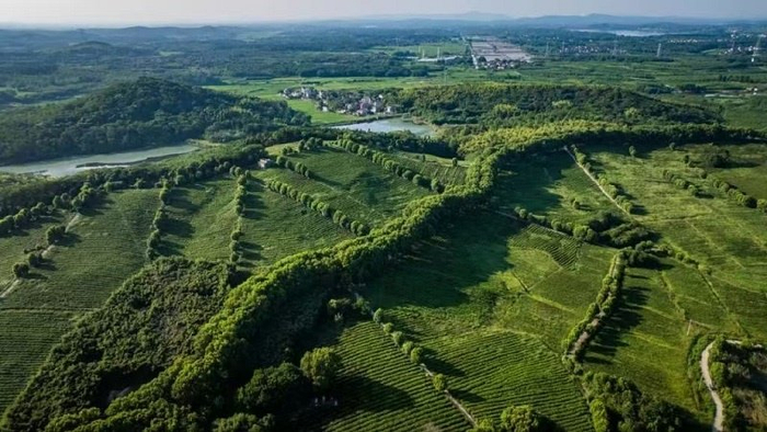 桥李村有机茶园（央广网发  桥李村供图）