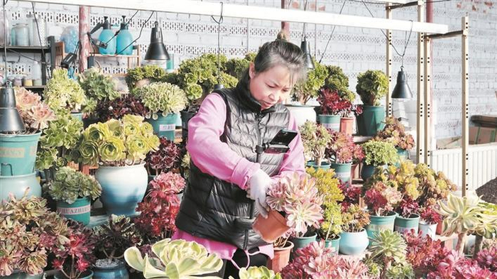     12月14日，唐海云在管护多肉植物。    兵团日报常驻记者  李正虎  摄