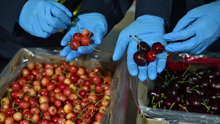 今年到港的新鲜车厘子。受访者供图