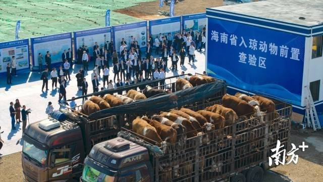 徐闻国际物流园项目启动当天，入琼动物前置查验区揭牌。