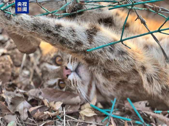 国家二级保护动物豹猫误入护路网 20分钟成功解救