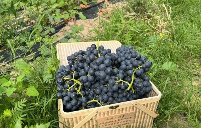 图为山南市桑日县塔木村种植的葡萄品种“超高海拔A”红心葡萄。（资料图）