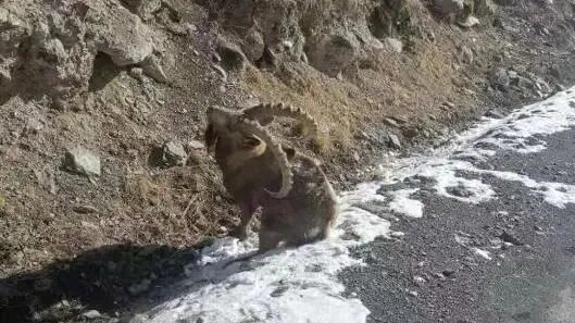 ▲项目周边的北山羊