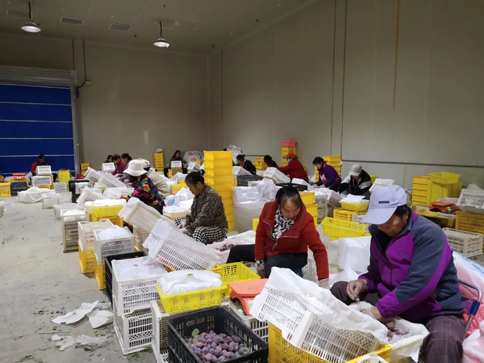 　　喀什地区伽师县粤伽新梅现代产业园内，附近村的村民们正在分拣西梅。钟欣 摄