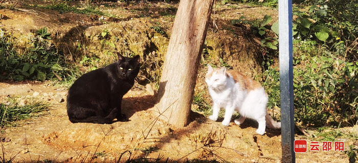 La température du bout des doigts est un salut à double sens – la lueur de la vie dans la base d’animaux errants de Shaoyang | Ville de Shaoyang | Animaux errants | Petits animaux_Sina Actualités