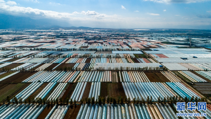 航拍蓝莓基地（资料图）。新华网发（李星 摄）