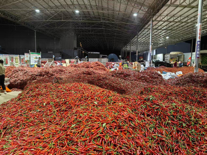 采收至工厂准备进行粗加工的鲜辣椒 虎恩列 摄