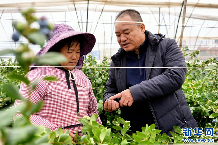 李金在蓝莓基地内与工人交流（12月18日摄）。新华网发（常一鸣 摄）