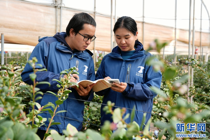 建水县天华山果蔬商贸有限公司工作人员利用线上系统管理基地（12月18日摄）。新华网发（常一鸣 摄）