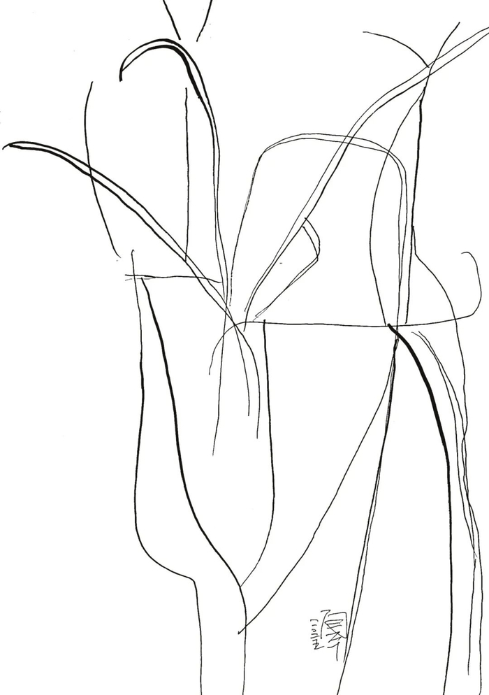 　　《兰花》 36×26cm  纸本线描  2025