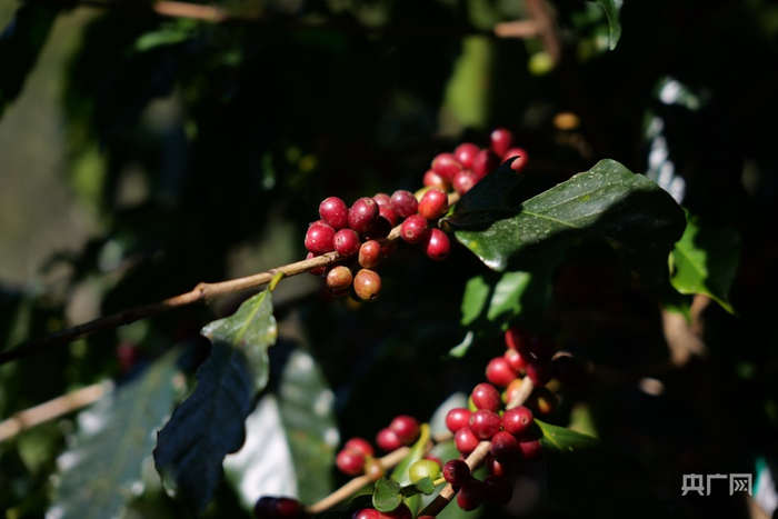 成熟的普洱咖啡（央广网实习记者  吴佳淇  摄）