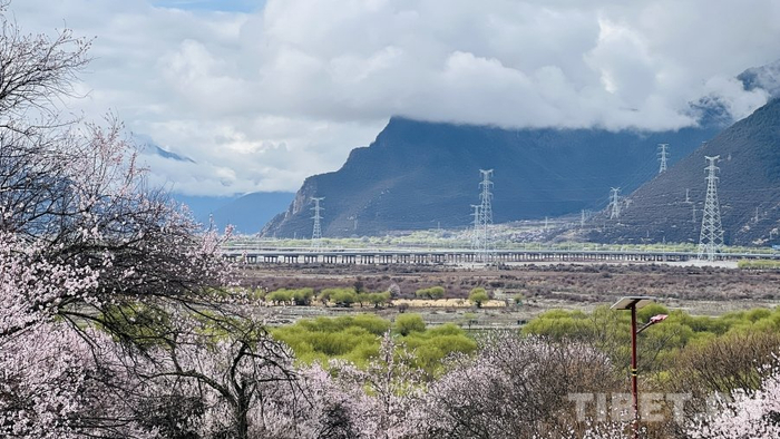 图为西藏林芝市巴宜区嘎拉桃花源一角 