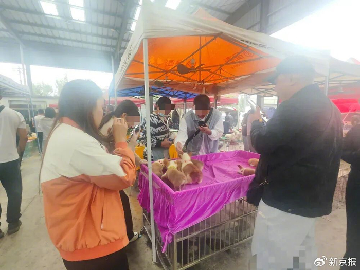 ▲几名主播正在山东老砦镇萌宠市场内围着几只宠物幼犬进行直播。新京报记者 摄