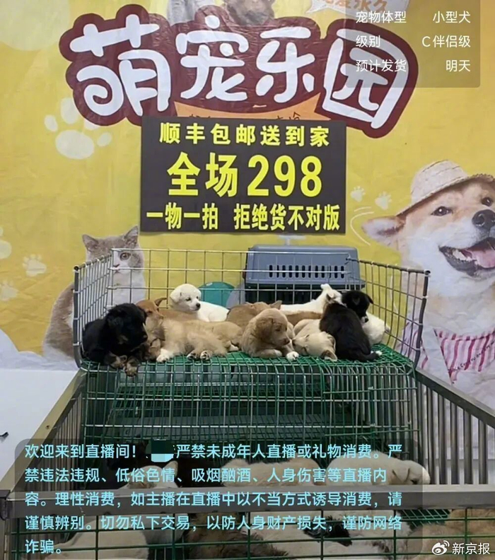 ▲一售卖宠物狗的直播间，将顺丰包邮送到家作为销售噱头。视频截图