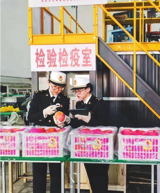         绥中苹果经检验检疫合格，出口到俄罗斯、东南亚等国家和地区。 图片由受访单位提供