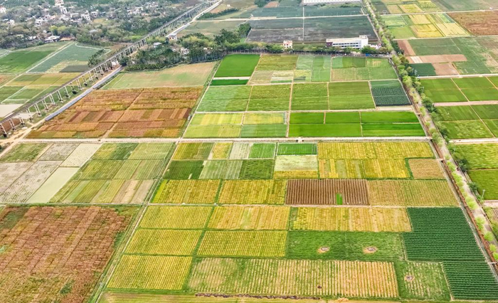 俯瞰海南省三亚市崖州区国家现代农业（种业）产业园（3月28日摄，无人机照片）。新华社发