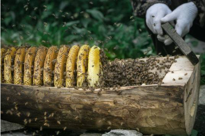 图片来源于平武中蜂养殖基地