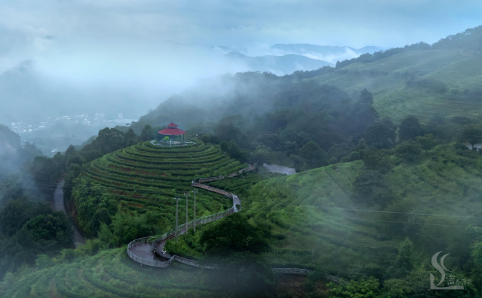 大用山生态茶园（受访者供图）