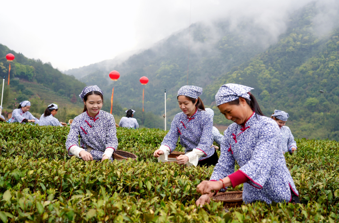 2025年漳平水仙茶开采节上，采茶女在采茶。 张雨晴 摄