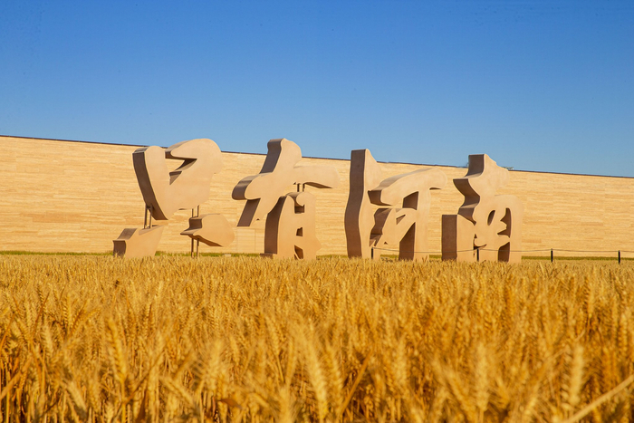 只有河南·戲劇幻城的小麥成熟了。