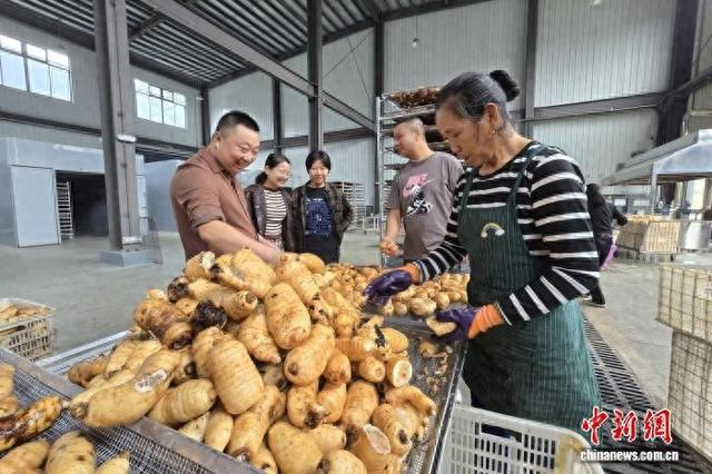 宜昌高山天麻丰收。卞建鑫 摄