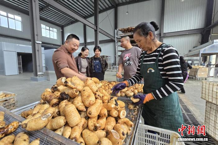宜昌高山天麻丰收。卞建鑫 摄