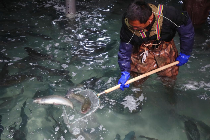 奥迪a8平行进口55万