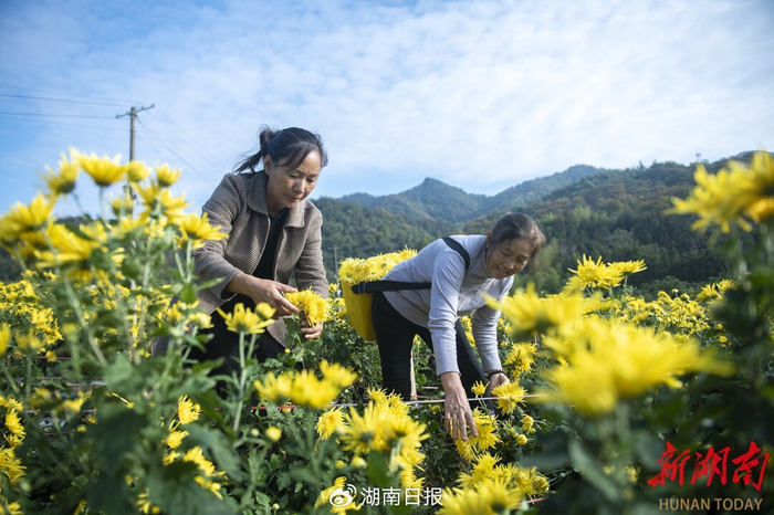 涟源市湖泉镇黄栗村金丝皇菊种植基地，农民在采收金丝皇菊。吴永华 摄