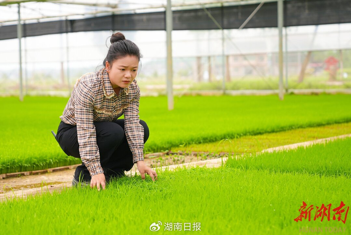 衡阳县台源镇台九村“85后”农民朱霞​察育秧情况。湖南日报全媒体记者 傅聪摄