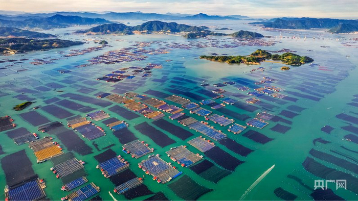 行进的海岸线｜中国南方海参之乡“育儿经”：北参南养生态养殖新纪元