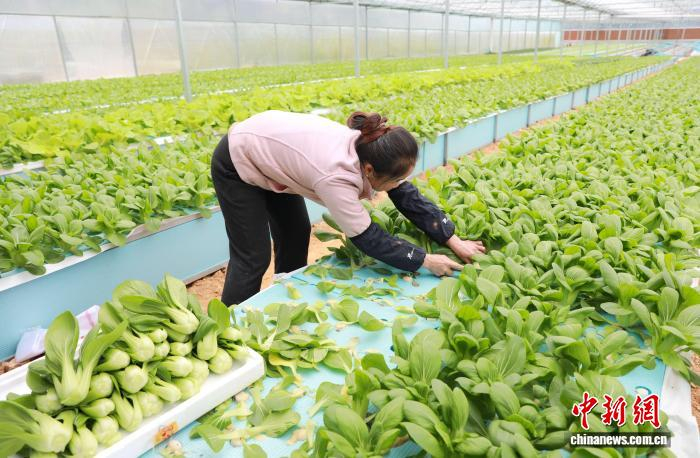 图为王燕在收割上海青。龚普康 摄