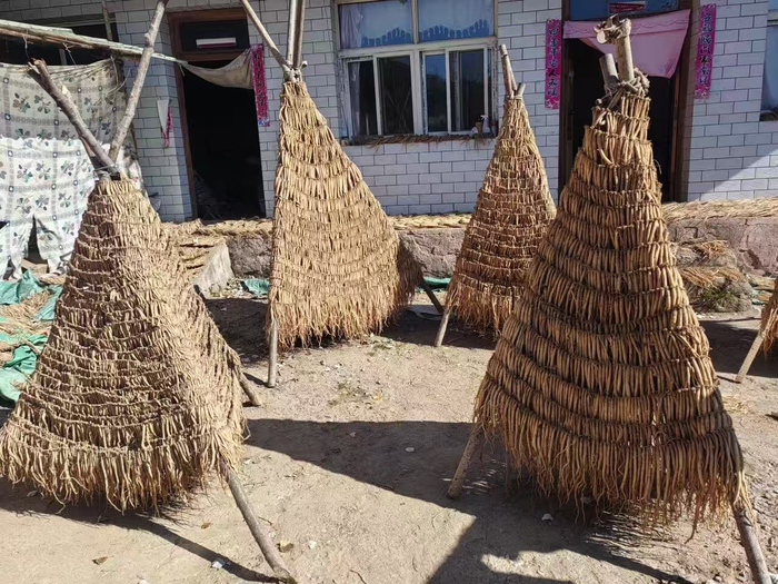 　　农户家中晾晒的党参（汪泽福 摄）