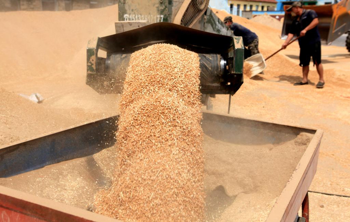 　　2025年6月14日，在山东省临沂市平邑县一粮食收储企业，传输带向仓库运送夏粮。新华社发（武纪全 摄）