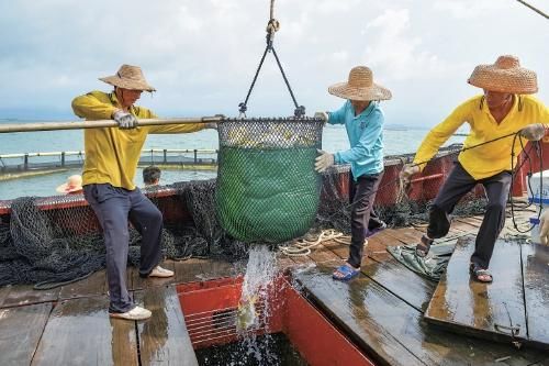 渔民海上作业收获的场景。 资料图