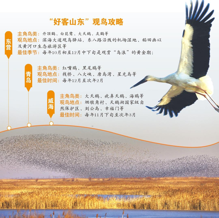 黄河口的“鸟浪”奇观。（赵文昌 供图）